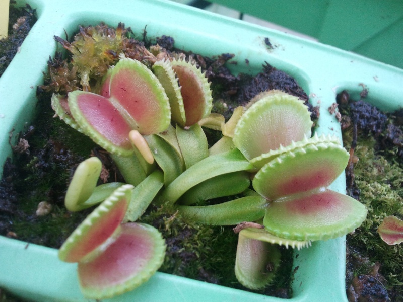 Dionaea Muscipula 'coquillage' 2012-013