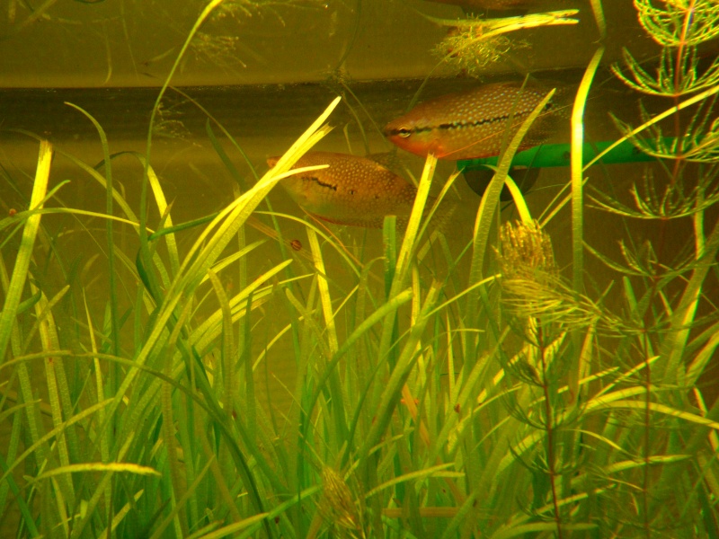 HELP !!!! Décoloration presque complète de ma Gourami Perlé Sam_0811