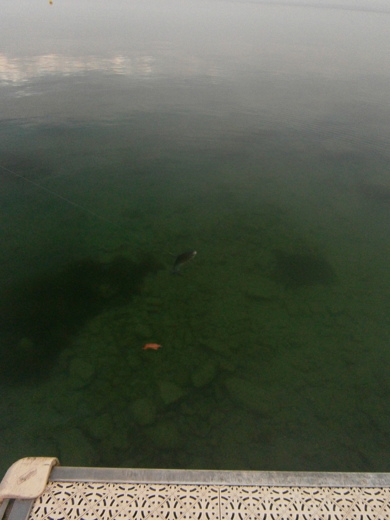 Toussaint et Lac Léman Pa300011