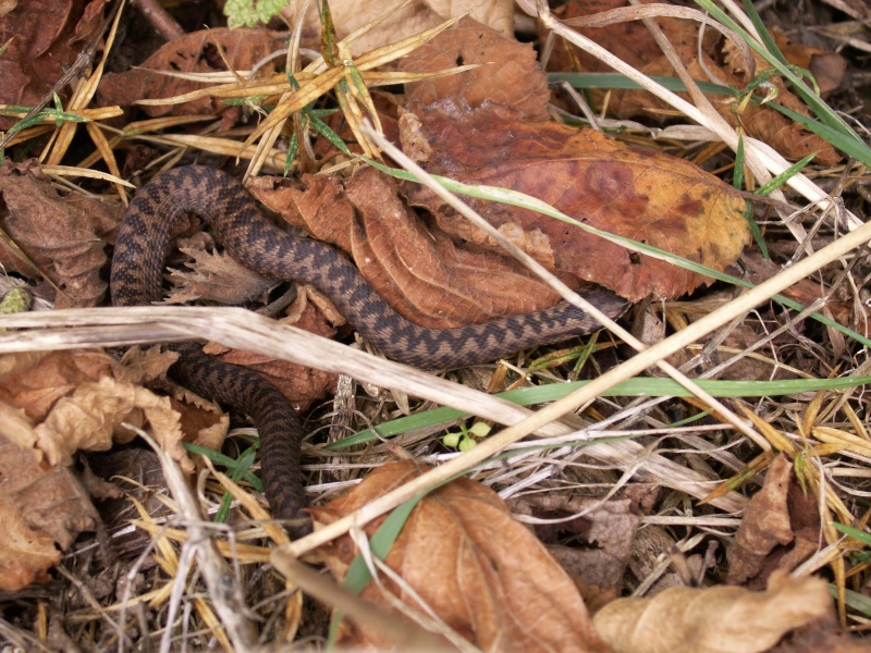 les berus femelles sont de sortie ! Pict0014