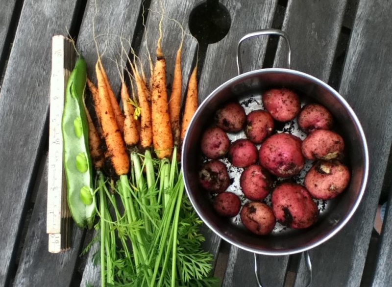 What are you eating from your garden today? - Page 7 August10