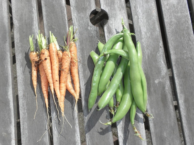 What are you eating from your garden today? - Page 9 August11