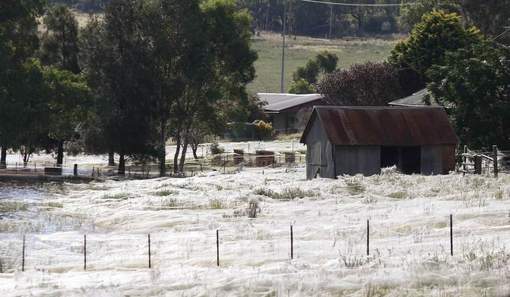 D'immenses toiles d'araignées envahissent la campagne australienne  Media_52
