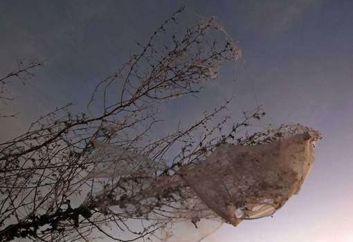 D'immenses toiles d'araignées envahissent la campagne australienne  Media_53