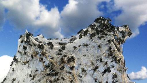 D'immenses toiles d'araignées envahissent la campagne australienne  Media_54