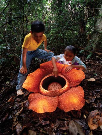 Une fleur simple, la plus grande du monde végétal!! 00021210