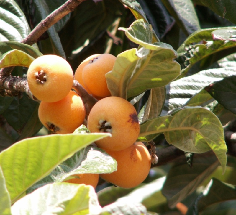 Un fruit oublié. 1920ne10