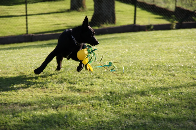 Sweet, x labrador/berger australien 112