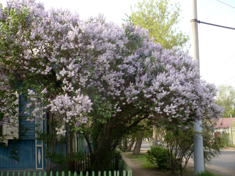 Сирень цветет в Оренбурге City_213