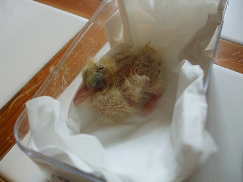 Pigeon - Tourterelle (pigeon?) bébé trouvée environ 4 jours Dscf6014