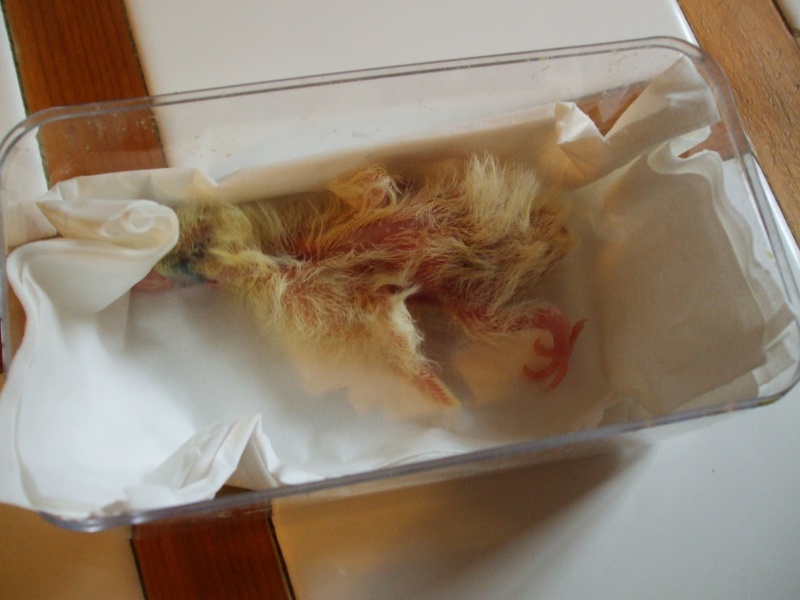 Tourterelle (pigeon?) bébé trouvée environ 4 jours Dscf6015