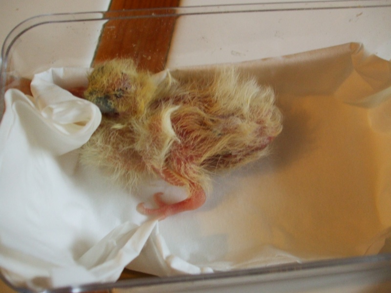 Tourterelle (pigeon?) bébé trouvée environ 4 jours Dscf6016