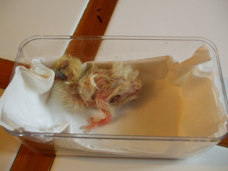 Pigeon - Tourterelle (pigeon?) bébé trouvée environ 4 jours Dscf6017