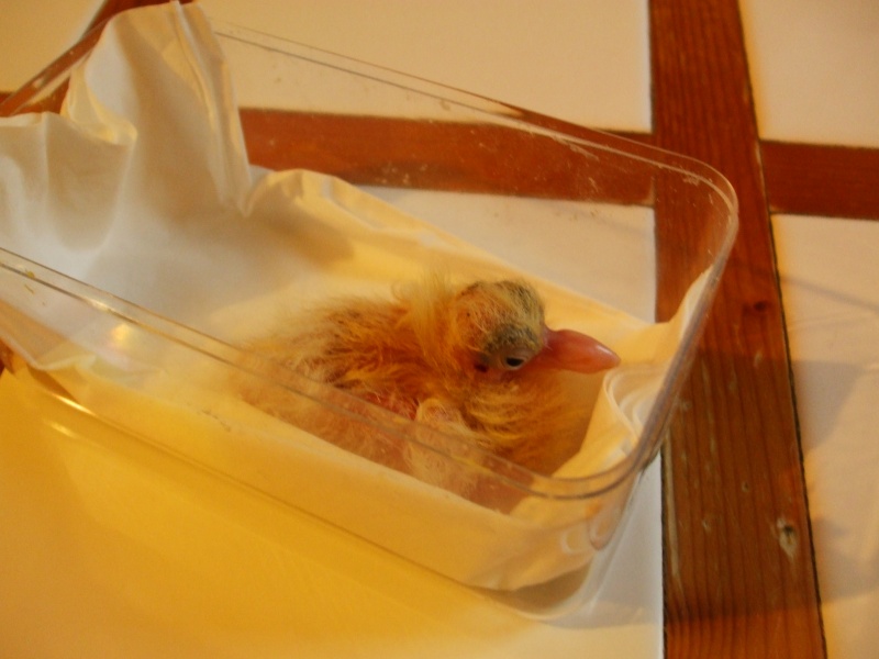 Pigeon - Tourterelle (pigeon?) bébé trouvée environ 4 jours Dscf6022