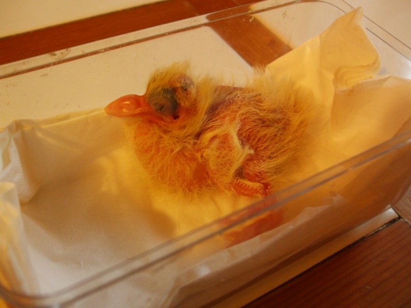 Tourterelle (pigeon?) bébé trouvée environ 4 jours Dscf6025
