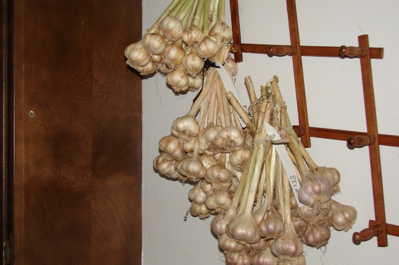 Garlic - Anyone harvested garlic yet? - Page 2 Dsc03710