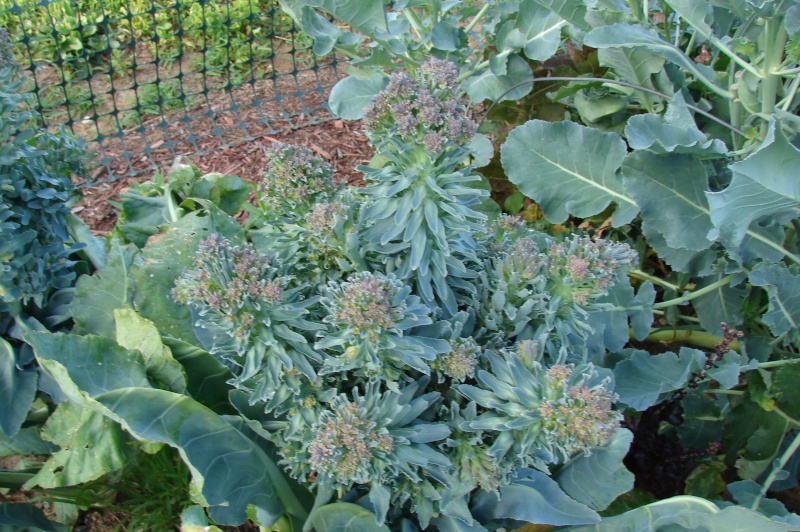 Growing Romanesco Broccoli Dsc04415