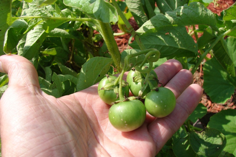 Has anyone heard of potato "seeds" not seed potatoes Potato10