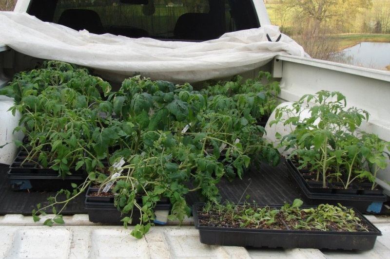 Tomato Tuesday 2012 Truck_10