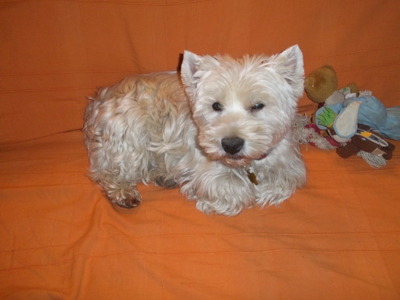 UNGARO westie mâle de 8 ans - Page 2 100_1116