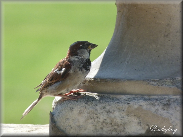 Les petits oiseaux de rudyboy Oiseau12