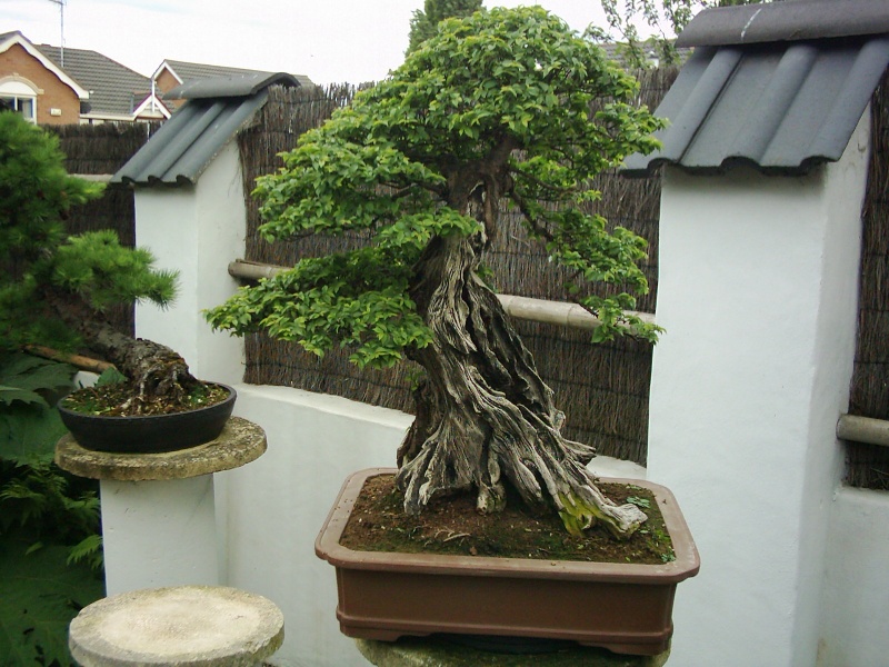 jaqueline hillier elm and airlayering elms Bonsai11