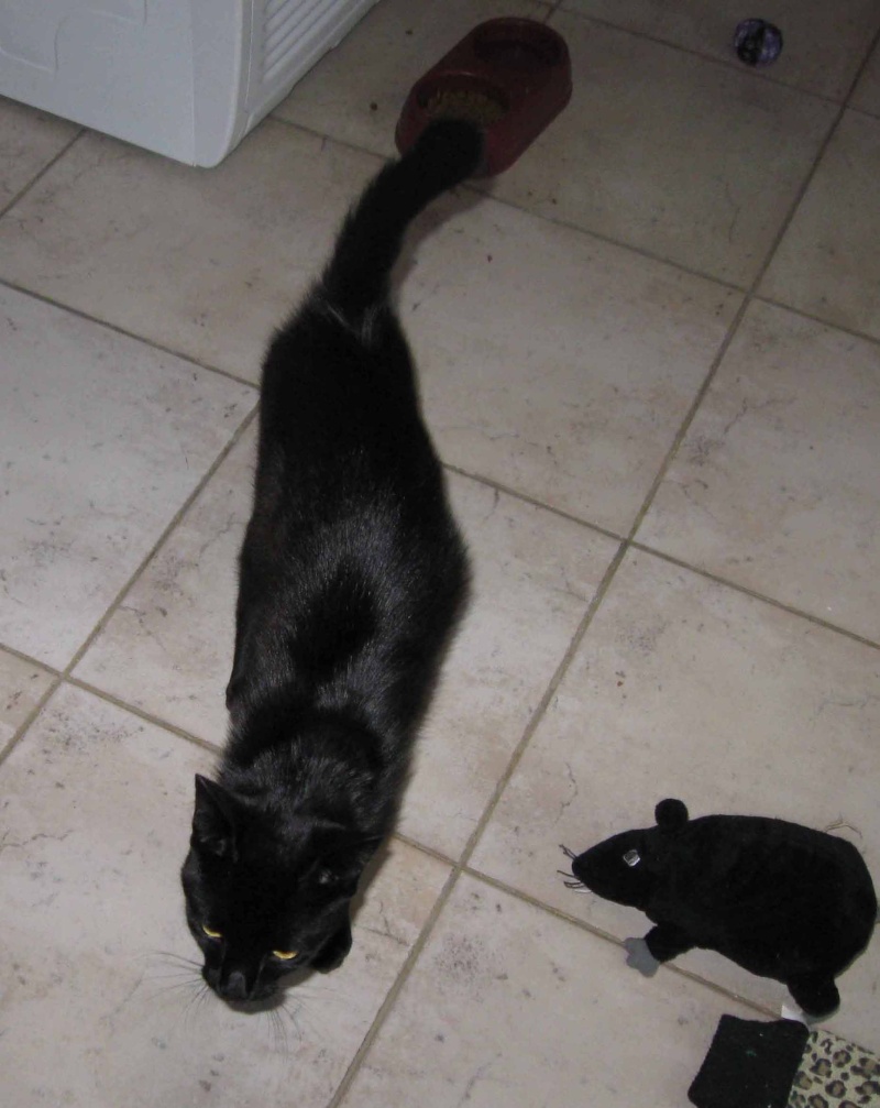 Joli chat tout noir à Parthenay Titi410