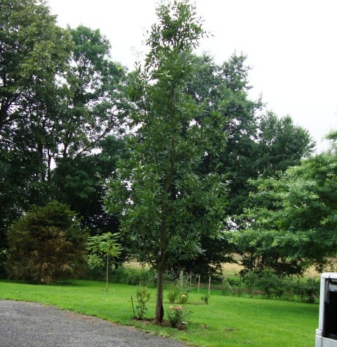 Champignon dans un tronc éclaté d'un Quercus castaneifolia 'Green Spire' 2010_013
