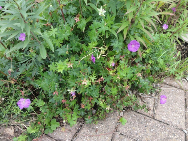 Les geranium de ma belle-fille 2011_093