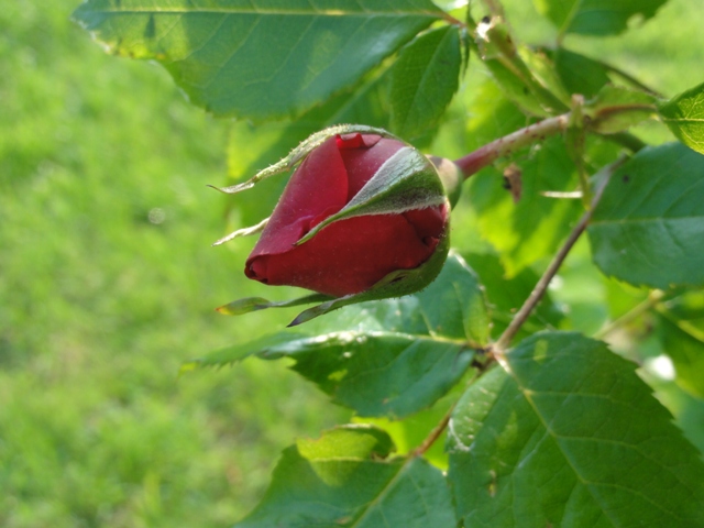 L'éveil de rosiers 2012_417