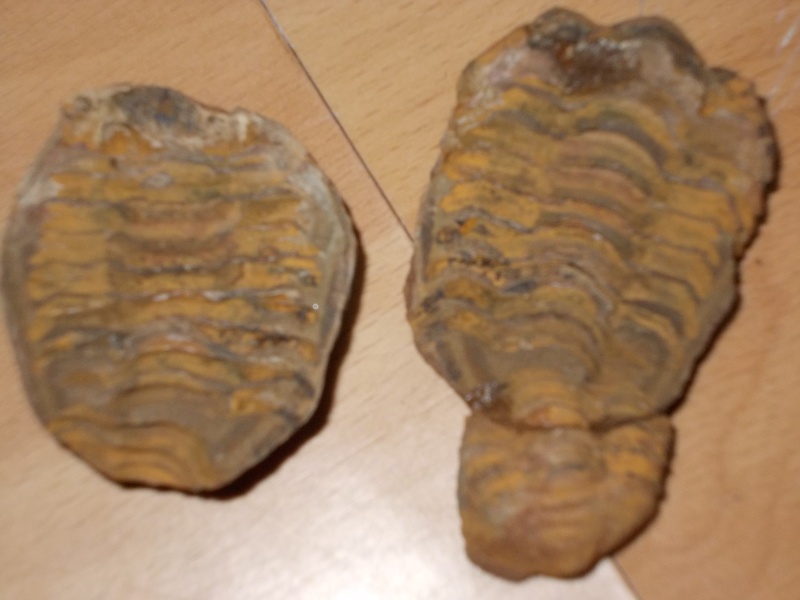les fossiles de ma fille clemence F510
