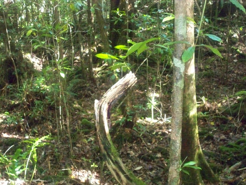 Reportage photo de la Réunion Foret210