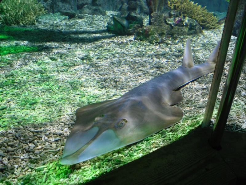 Bournemouth Oceanarium Bourne27