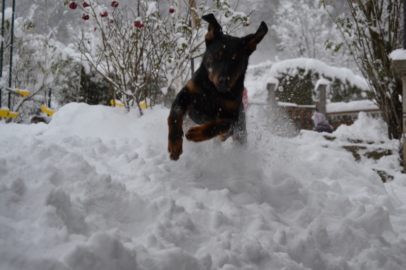 Concours photo chien en apesanteur 2012 - Page 3 09110