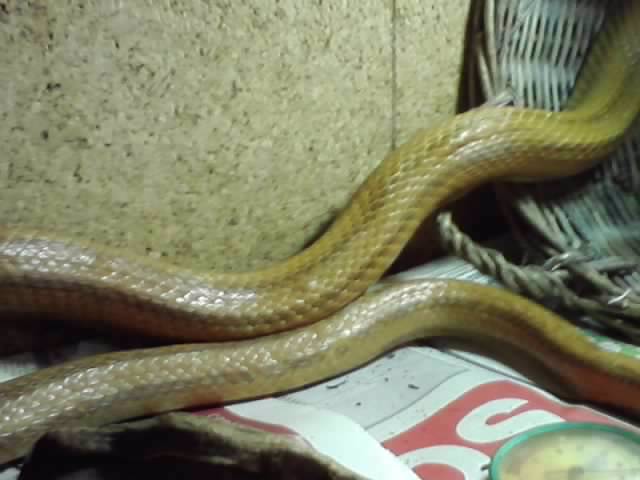 mon nouveau serpent P1307111