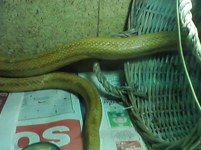mon nouveau serpent P1307112