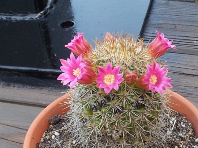 une autre de mes passions les cactus et succulentes 20120714