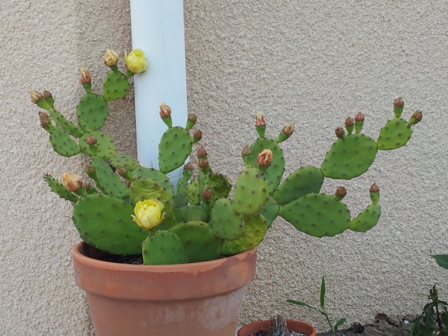 une autre de mes passions les cactus et succulentes 20120715