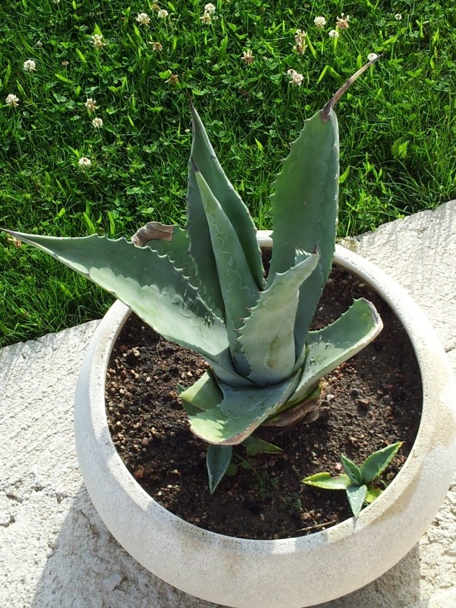 une autre de mes passions les cactus et succulentes 20120719