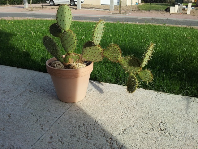 une autre de mes passions les cactus et succulentes 20120721