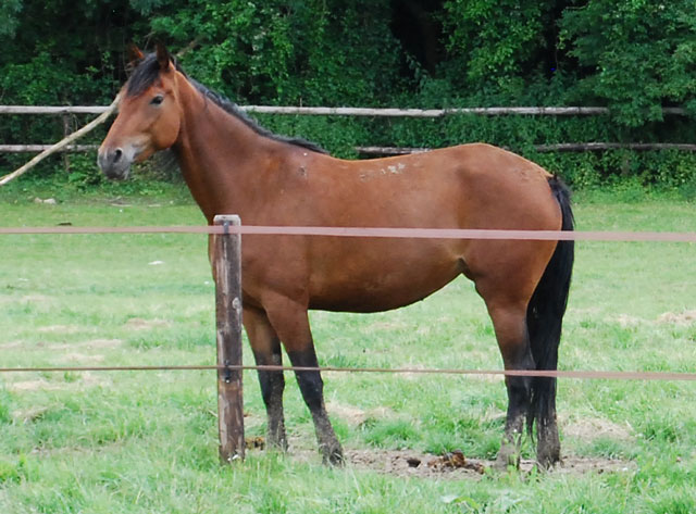 Union jument TF de 4 ans adoptée par Nounette60 le 20.07 Union112