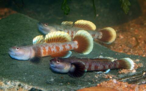 Généralités Sur Les Gobies Deau Douce