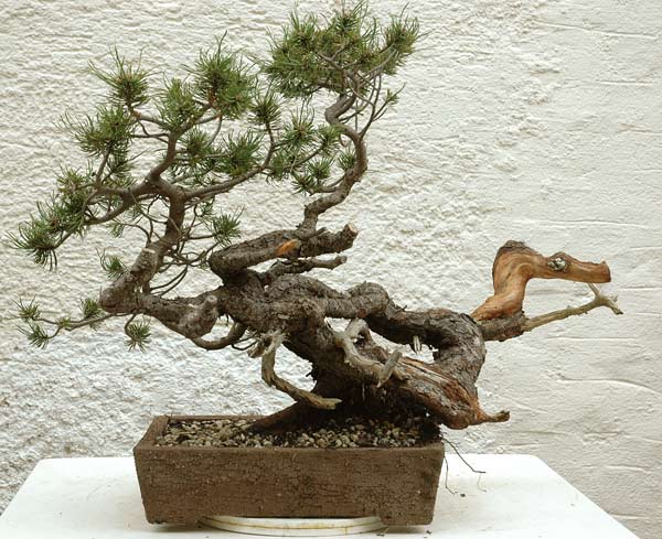 Twisted Mugo pine -first styling- 201011