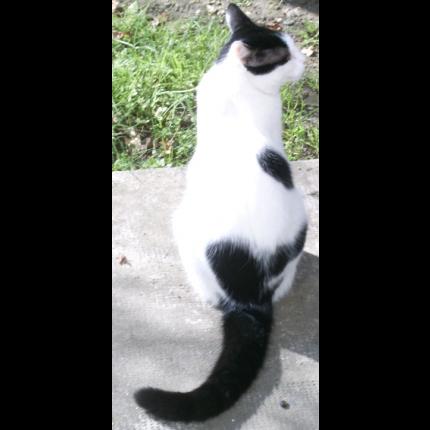 Perdu chat noir et blanc - Colomiers - 12/09/11 Pepsi10