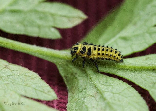 Coccinelle jaune 22 points + Larve Nature49