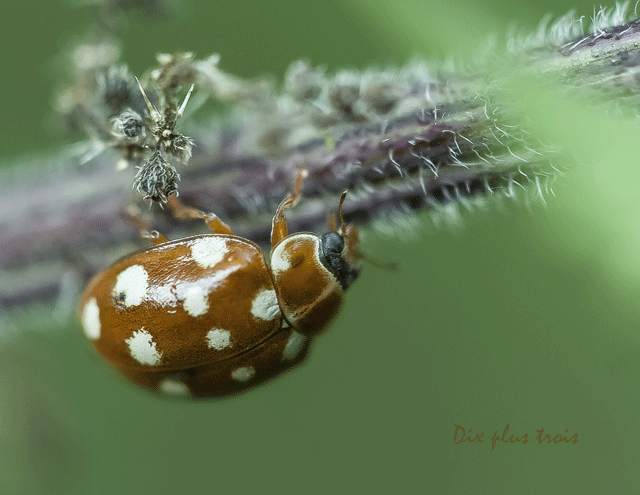 Coccinelle orange 14 points blancs Nature65