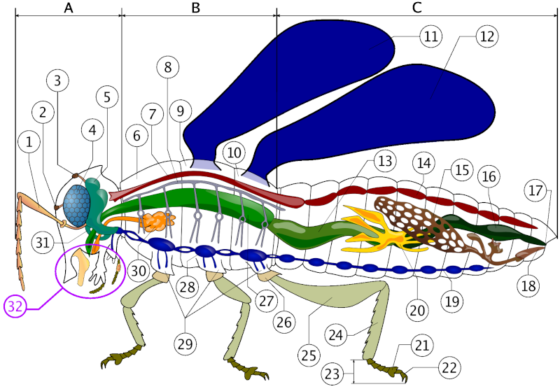 Anatomie de l'insecte Robal110