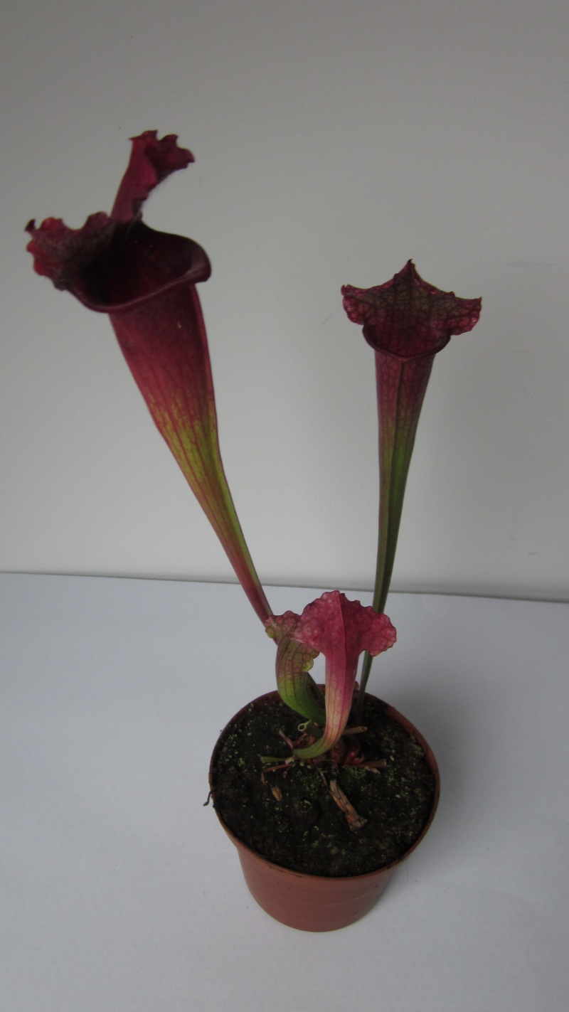 [Vente] Sarracenia "Juthatip Soper" A_vend11