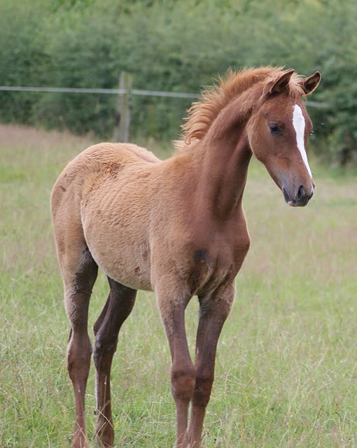 2011 Badraksh Art' al hfifa (Marouska x Gerik de Rendpeine) - Page 3 Dsc07810