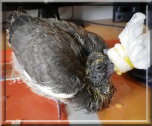 Soins Et Nourriture A Donner Aux Pigeonneaux Et Pigeons Rescapes